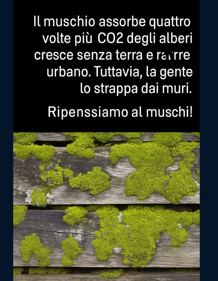 Il muschio è un tipo di pianta non vascolare che si può trovare in diversi ambienti. Anche se è piccolo rispetto ad altre piante, il muschio possiede la capacità eccezionale di assorbire carbonio. Questo è dovuto alla sua grande superficie di contatto con laria, che gli permette di catturare CO2 in modo efficiente. 
I meccanismi attraverso i quali il muschio assorbe carbonio includono: 
– Fotosintesi: Come altre piante, il muschio svolge la fotosintesi per produrre glucosio e ossigeno a partire da CO2 e acqua. 
– Cattura di CO2 attraverso la sua superficie: La sua ampia superficie a contatto con laria gli consente di assorbire CO2 direttamente dallambiente. 
– Stoccaggio di carbonio nella sua biomassa: Il muschio immagazzina carbonio nella sua biomassa, che può rimanere nel suolo per secoli.
 Il muschio è un alleato sorprendente nella lotta contro il cambiamento climatico!