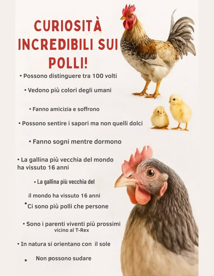 Le galline sono più di semplici animali da fattoria: sono creature intelligenti, sociali e affascinanti:

 Riconoscono fino a 100 volti
 Vedono più colori degli esseri umani
 Formano legami e piangono i loro compagni
 Sognano mentre dormono
 Si orientano usando il sole nella natura
 Discendono dal potente T-Rex
 Possono correre a 9 mph e vivere fino a 16 anni

La miscela perfetta dellinstinto naturale e dello stupore evolutivo.