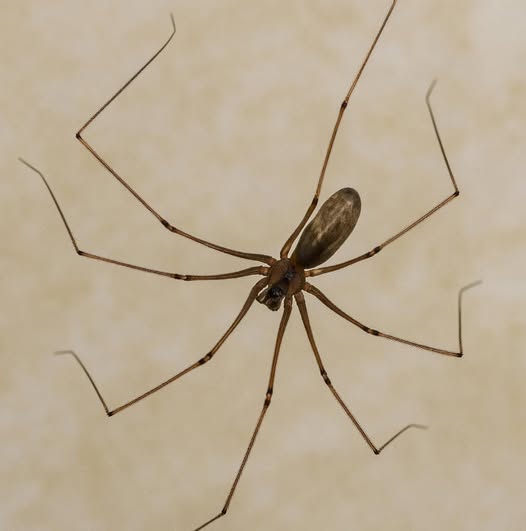 Ehi umano sono io, il tuo amichevole ragnetto da soffitto! 
Prima di urlare o prendere una scarpa, concedimi solo un minuto
Non sono pericoloso.
Davvero. Sono un ragno dei solai  uno dei più comuni nelle case.
Non mordo le persone, non trasmetto malattie e di certo non voglio infilarmi nel tuo letto. È solo un mito lo giuro.
Perché sono a casa tua?
Perché è accogliente e piena di prede gustose.
Zanzare, mosche, falene? Le mangio tutte mentre dormi.
Sono il tuo servizio di disinfestazione naturale  silenzioso, pulito ed efficace.
Tesso una piccola ragnatela in un angolo, faccio il mio lavoro e sparisco.
Nessun disturbo, nessun problema.
Voglio solo vivere.
Quindi, la prossima volta che mi vedi lassù magari evita di schiacciarmi?
Puoi sempre spostarmi fuori con delicatezza  nessun rancore. 
Grazie per la pazienza.
Con affetto, dal tuo coinquilino a otto zampe, spesso frainteso.