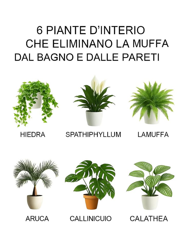 6 piante dappartamento che eliminano la muffa nera dal bagno e dalle pareti  
Ecco un metodo semplificato per prevenire la formazione di muffa sulle pareti della tua casa utilizzando piante in grado di assorbire lumidità:  
1. Identificare la causa: Prima di tutto, identifica e risolvi la causa delleccesso di umidità, come una perdita dacqua o una scarsa ventilazione.  
2. Scelta delle piante: Scegli tra queste piante che aiutano ad assorbire lumidità e a prevenire la muffa:  
o Edera: Posiziona ledera vicino alle pareti o al soffitto per assorbire lumidità e purificare laria.  
o Spatifillo: Richiede poca luce e le sue radici sono eccellenti per assorbire lumidità, prevenendo batteri e muffa.  
o Felci: Si adattano a scarsa illuminazione e aiutano a purificare laria mantenendo un ambiente meno umido.  
o Areca: Utilizza lumidità per crescere ed evita lo sviluppo di muffa e batteri.  
o Falangio: Richiede poca attenzione e purifica laria, aiutando a mantenere le pareti libere da muffa.  
o Calathea: Originaria dei tropici, assorbe lumidità ed è perfetta per ambienti molto umidi come i bagni.  
3. Posizionamento delle piante: Posiziona le tue piante scelte nelle aree più umide della casa, come un bagno o luoghi con poca ventilazione.  
Seguendo questi passaggi e scegliendo le piante giuste, puoi evitare efficacemente la formazione di muffa sulle pareti della tua casa in modo naturale e senza utilizzare prodotti chimici nocivi.