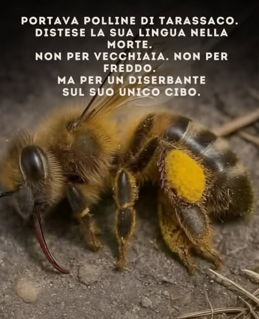 Questa è unape mellifera uccisa da un diserbante.
Il polline sulle sue zampe proveniva dai tarassachi.
La sua lingua è rimasta fuori, segno di avvelenamento da pesticidi.
Allinizio della primavera, i tarassachi, i fiori selvatici e gli alberi da frutto sono le uniche fonti di cibo per le api fino a metà giugno. Eppure molte muoiono quando i prati vengono trattati con diserbanti.
Per favore, non spruzzate fino a dopo la fioritura delle more.
Ciò che noi chiamiamo erbacce, le api lo chiamano sopravvivenza.
E senza api, scompaiono le nostre colture alimentari  e anche noi.
