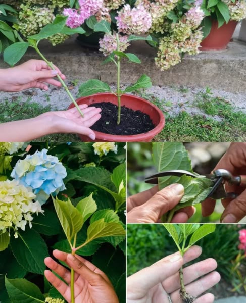 È ora di propagare le ortensie – è il modo più semplice 
 Di cosa avrai bisogno:
Una pianta di ortensia sana
Forbici affilate o cesoie
Vasi piccoli o contenitori
Terriccio umido ma ben drenante
Un sacchetto di plastica o una copertura trasparente opzionale
 Come propagare le ortensie – passo dopo passo
1. Trova un ramo sano
Scegli un ramo non fiorito di circa 10-15 cm di lunghezza. Dovrebbe essere tenero verde, non legnoso e avere almeno 2-3 nodi fogliari.
2. Fai il taglio
Taglia il ramo appena sotto un nodo fogliare. Rimuovi le foglie inferiori, lasciandone 1-2 in cima.
3. Prepara il taglio
Opzionale: immergi lestremità del taglio nellormone radicante per una crescita più rapida
4. Piantalo
Inserisci lestremità tagliata in un piccolo vaso riempito con terriccio umido. Premi delicatamente il terreno attorno alla base.
5. Tienilo coperto
Per mantenere alta lumidità, copri leggermente con un sacchetto di plastica o un cupola. Tienilo lontano dalla luce solare diretta ma in un luogo caldo e luminoso.
6. Annaffia e aspetta
Mantieni il terreno umido non fradicio. Dopo circa 2-4 settimane, le radici inizieranno a formarsi!
 Suggerimenti post-cura
Una volta che le radici sono forti e appare la nuova crescita, trapiantale in un vaso più grande o direttamente nel tuo giardino.
Annaffia regolarmente e proteggi le giovani piante dal sole o dal vento forte.
 Perché ne vale la pena
Le ortensie sono uno dei cespugli più facili da propagare, e questo metodo ti dà piante gratuite per riempire il tuo giardino o condividere con i tuoi amici. Inoltre, è molto soddisfacente farle crescere da soli!