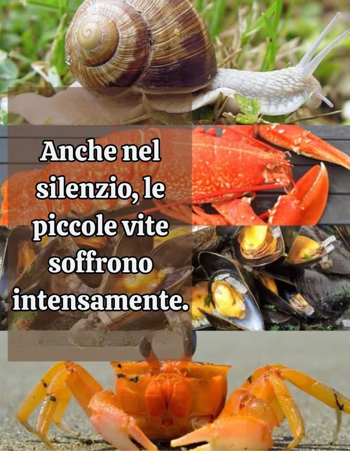 Ciao. Sono una lumaca.  
Non faccio rumore, non corro, non disturbo nessuno.  
Mi muovo lentamente, in silenzio.  
Quando sono immersa nellacqua bollente, rimango viva.  
Sento il calore salire, la mia pelle bruciare.  
Sento il dolore. Non ho lacrime, ma soffro.  
Non sono sola. Gli aragoste, i granchi, le cozze  
Anche loro vengono cotti vivi. Anche loro sentono.  
Dire “è solo una lumaca” non cambia nulla di ciò che provo.  
Sento. Soffro. Esisto.  
Osservare ciò che mettiamo nei nostri piatti permette di capire la sofferenza a volte nascosta dietro il cibo.  
 Anche il silenzio può contenere dolore.  
 Le piccole vite non sono meno importanti.