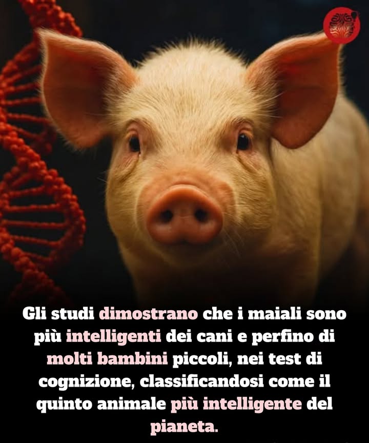 I maiali potrebbero non essere in cima alla lista delle persone riguardo agli animali intelligenti, ma la scienza dice che dovrebbero esserlo. Nuove ricerche dellUniversità di Emory classificano i maiali come i quinti animali più intelligenti del pianeta, superando non solo i cani ma anche molti bambini piccoli nelle capacità cognitive. 
In vari esperimenti, i maiali hanno dimostrato unimpressionante memoria a lungo termine, abilità di navigazione spaziale, riconoscimento degli oggetti e capacità di risolvere problemi. In un esempio straordinario, i porcellini hanno rapidamente compreso il concetto dei riflessi nello specchio, unabilità che richiede anni ai bambini umani per essere afferrata. 
Oltre allintelligenza pura, gli studi mostrano che i maiali provano una vasta gamma di emozioni e mostrano segni di empatia, rivelando una profondità di intelligenza emotiva raramente riconosciuta negli animali da allevamento. 
Secondo i ricercatori, queste scoperte allineano i maiali ad alcune delle specie non umane più intelligenti, come gli scimpanzé e i delfini. Mentre la scienza continua a esplorare la cognizione animale, i maiali stanno finalmente ricevendo il riconoscimento che meritano come una delle creature più sofisticate e socialmente complesse del regno animale.