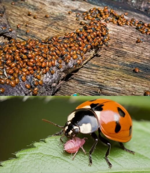 Mariquitas nel tuo giardino: i difensori naturali delle tue piante!   
Attira le mariquitas seminando erbe come coriandolo, finocchio e basilico.  
Evita di usare pesticidi, poiché danneggiano questi preziosi alleati.  
Crea rifugi con foglie secche o posiziona hotel per insetti affinché si sentano a loro agio.  
Fornisci acqua in piccoli contenitori per mantenerle felici e vicine.  
Un giardino pieno di mariquitas non solo controlla i parassiti in modo naturale, ma riduce anche la necessità di prodotti chimici. Crea un ecosistema sano ed equilibrato per le tue piante!