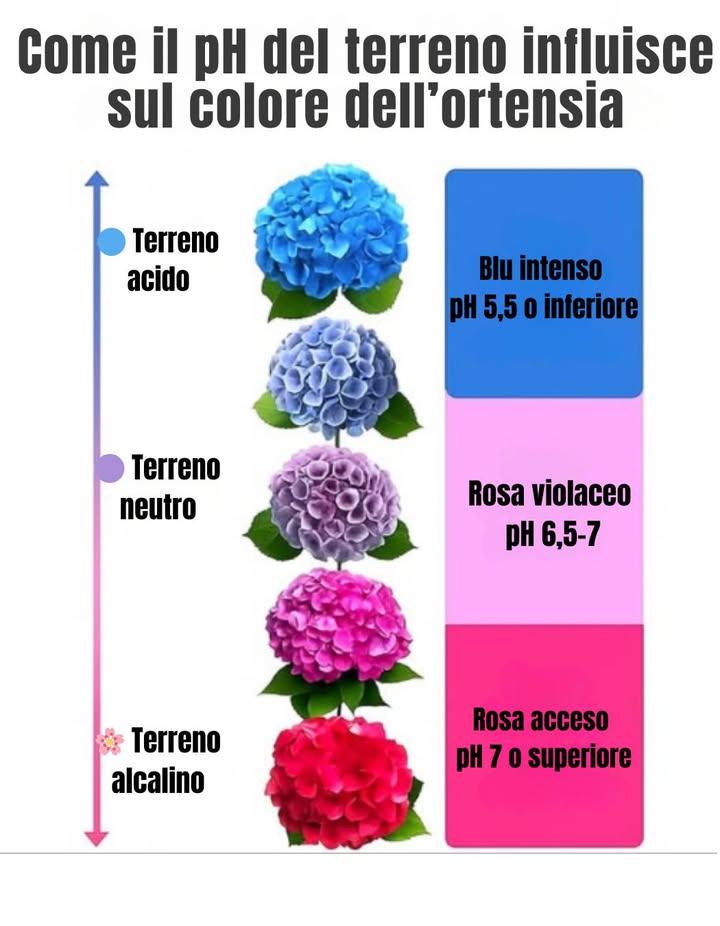 Guida Espressa per Cambiare il Colore delle Ortensie   
1 Analizza il pH del terreno: è un fattore chiave per il colore dei fiori.  
2 Per toni blu o viola: aggiungi solfato di alluminio o fondi di caffè.  
3 Per tonalità rosa o rosse: incorpora calcare o gusci duovo tritati.  
4 Procedi per gradi e con pazienza: i cambiamenti richiedono tempo.  
5 Monitora e regola secondo necessità fino a ottenere il colore desiderato.  
 Dai alle tue ortensie un tocco unico e brillante padroneggiando il loro colore!