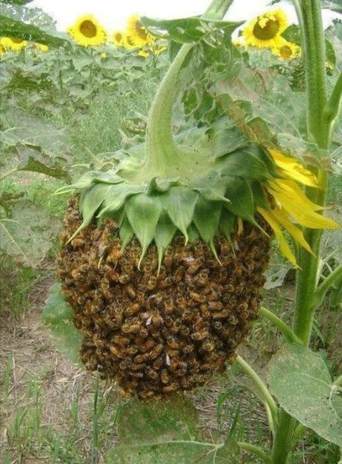 Lo sapevi?
Quelle piccole api che vedi la sera riposare sui fiori sono api anziane.

Le api più vecchie o malate non rientrano più nellalveare al calar del sole. Passano la notte sui fiori e, se vedono un nuovo giorno, continuano il loro lavoro raccogliendo polline o nettare per la colonia.

Lo fanno perché sentono che la fine è vicina. Nessuna ape vuole morire nellalveare, per non diventare un peso per le altre.

 La prossima volta che vedrai unape anziana posata su un fiore al tramonto ringraziala per una vita di servizio.