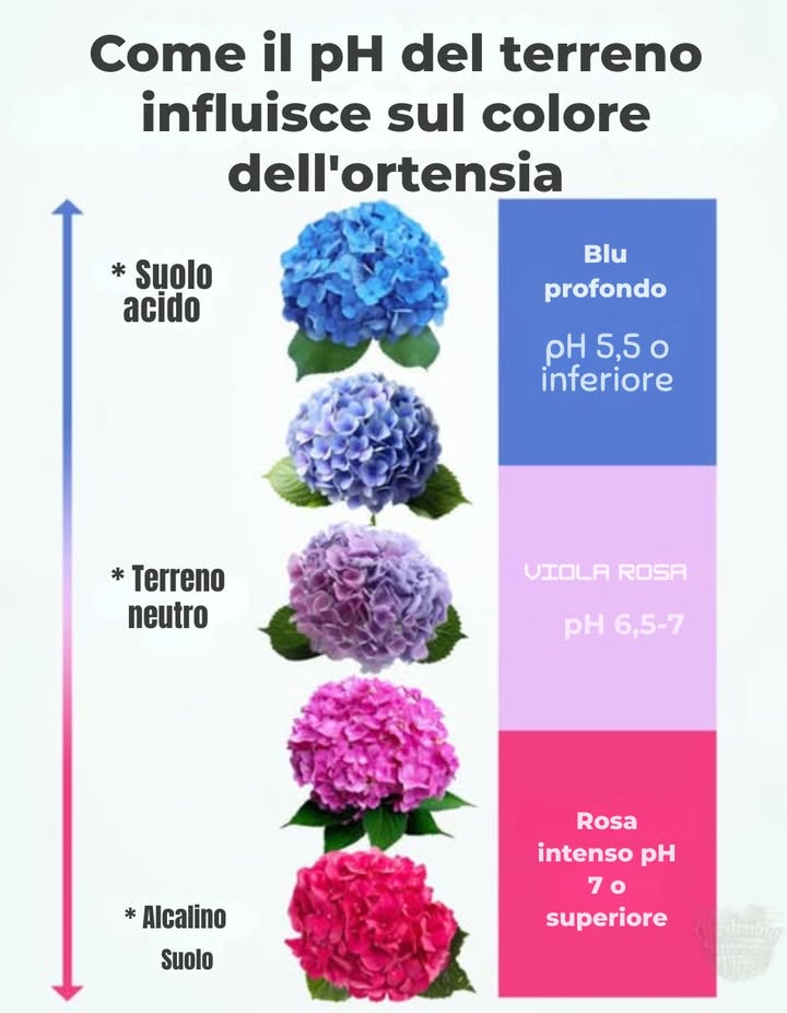Colori delle Ortensie e pH del Suolo: Una Bella Connessione  
I fiori delle ortensie cambiano colore in base al pH del suolo in cui crescono.  
 Suolo Acido pH inferiore a 6.0  Fiori blu o viola  
 Suolo Alcalino pH superiore a 6.0  Fiori rosa o rossi  
 Per cambiare colore in modo naturale:  
 Aggiungi solfato di alluminio o fondi di caffè per fiori più blu  
 Usa calce da giardino o gusci duovo schiacciati per tonalità più rosa  
 Funziona sia in contenitori che nei letti da giardinobasta avere pazienza, i cambiamenti richiedono tempo!  
Le ortensie non crescono solothey tell a story about your soil.