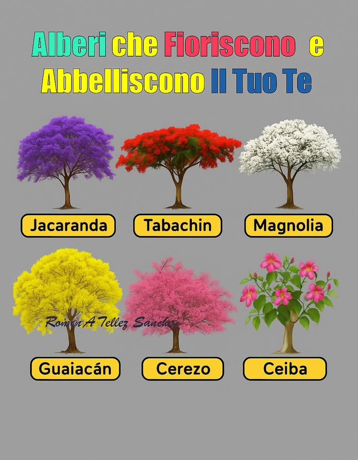 Alberi fioriti che abbelliscono il tuo #giardino  #fiori #natura #Fiori #Natura