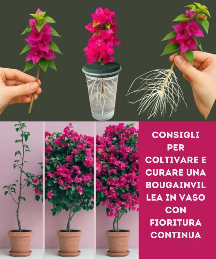 Consigli per coltivare e curare una bouganville in vaso con fioritura continua:

1 Vaso adeguato:
Usa un vaso in terracotta o ceramica con buon drenaggio, poco più grande della zolla: deve restare leggermente stretta.

2 Terriccio e messa a dimora:
Scegli un substrato ben drenante, tipo cactus o piante grasse. Pianta alla stessa profondità del vaso del vivaio.

3 Luce e posizione:
Ha bisogno di almeno 56 ore di sole diretto al giorno. Riparala dal vento forte.

4 Irrigazione:
Annaffia a fondo solo quando lo strato superficiale è asciutto. Riduci lacqua in inverno.

5 Concimazione:
Usa un fertilizzante ricco di potassio ogni 4 settimane in fase di crescita. Evita quelli ad alto contenuto di azoto.

6 Potatura:
Potala dopo ogni fioritura per stimolare nuovi germogli. Rimuovi i fiori secchi per prolungare la fioritura.

7 Parassiti e malattie:
Controlla afidi e bruchi; tratta con sapone molle o olio di neem. Evita di bagnare le foglie per prevenire i funghi.

8 Cure stagionali:
In caso di freddo, proteggila dal gelo o spostala in un luogo riparato. Ombreggiala leggermente con caldo estremo.

9 Rinvaso:
Cambia vaso ogni 23 anni in primavera, prima della ripresa vegetativa.

 Così la tua bouganville in vaso resterà sana, vigorosa e sempre fiorita.