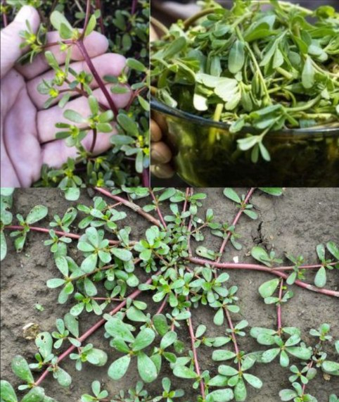 Perché coltivare il portulaca verdolaga nel giardino  
 Benefici  
 Pianta commestibile, ricca di omega-3  
 Resistente al caldo e alla siccità  
 Aggiunge colore ed è una copertura naturale del suolo  

綾 Ricetta del pesto di portulaca  
Ingredienti  
 2 tazze di foglie e steli giovani, lavati e tritati  
 45 g di basilico lavato  
 1 spicchio daglio  
 45 g di mandorle tostate  
 Succo di  limone  
 50 ml di olio doliva  
 Sale e pepe  

Preparazione  
1 Mescolare portulaca, basilico, aglio, mandorle e limone  
2 Versare lolio a filo mentre si mescola  
3 Condire con sale e pepe