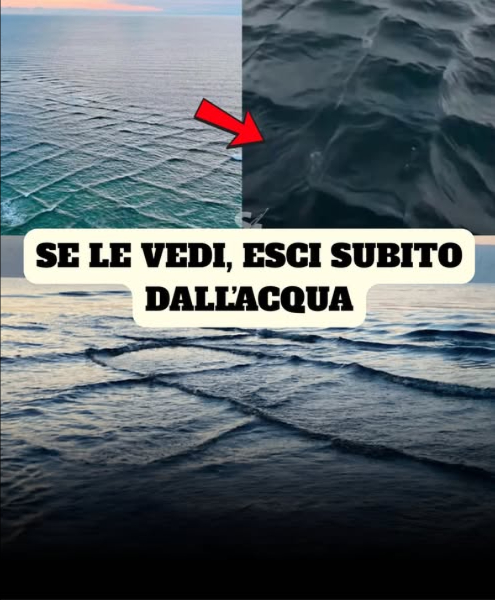 SE VEDI ONDE QUADRATE, DEVI USCIRE IMMEDIATAMENTE DAL MARE
Le onde quadrate, chiamate anche onde trasversali, formano un motivo simile a una scacchiera sulla superficie del mare.
Si generano quando due sistemi di onde distinti si incrociano quasi a angoli retti, creando unintersezione caotica. Questo fenomeno genera correnti potenti e imprevedibili che rendono il mare estremamente pericoloso per i bagnanti e le piccole imbarcazioni, che possono essere trascinate o capovolte con facilità.
La raccomandazione è chiara: se vedi onde quadrate, esci immediatamente dallacqua e allontanati dalla zona.