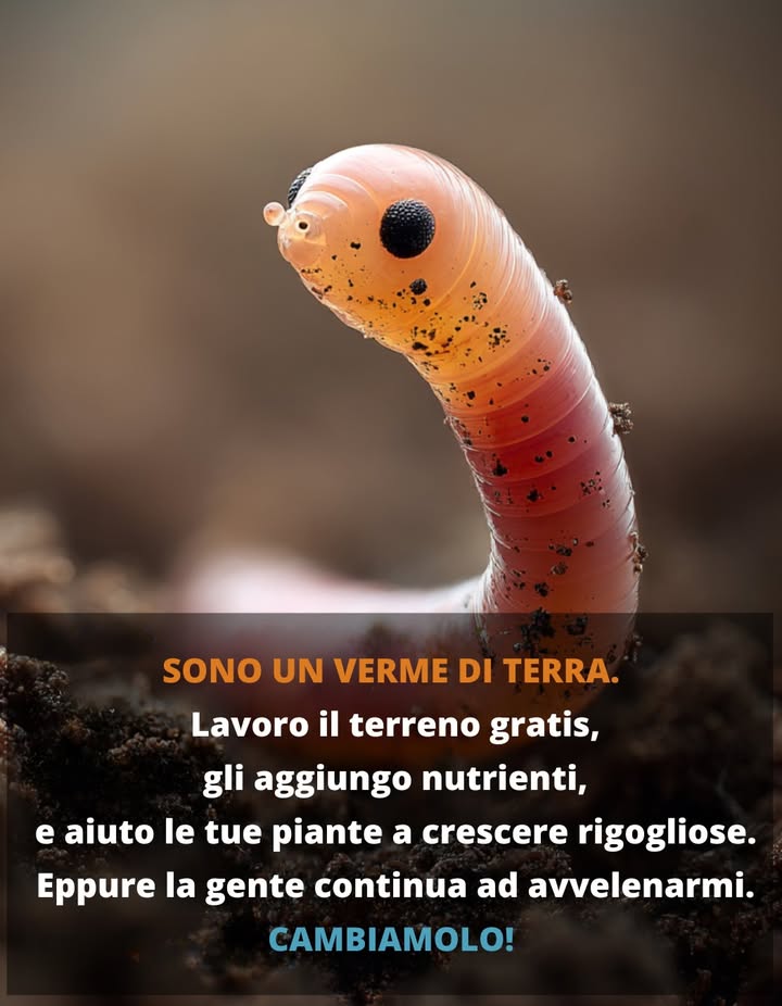 I lombrichi sono i campioni non celebrati del suolo, che silenziosamente muovono più di 20 tonnellate di terra per acri ogni anno.

Mentre scavano, aprono canali che permettono allaria e allacqua di fluire verso le radici delle piante. Allo stesso tempo, riciclano materiale morto in escrementi ricchi di nutrienti – spesso cinque volte più ricchi rispetto al suolo ordinario.

Questi piccoli ingegneri aiutano giardini e fattorie a prosperare aumentando i microbi utili, migliorando il drenaggio dellacqua, aumentando la tolleranza alla siccità e persino bloccando il carbonio nel terreno.

Vuoi dargli una mano? Nutrire il suolo con materia organica, disturbarlo il meno possibile, evitare sostanze chimiche aggressive e mantenerlo leggermente umido.

Credici o no, per ogni singola persona sul pianeta ci sono circa 1,5 milioni di lombrichi che lavorano sotto i nostri piedi.