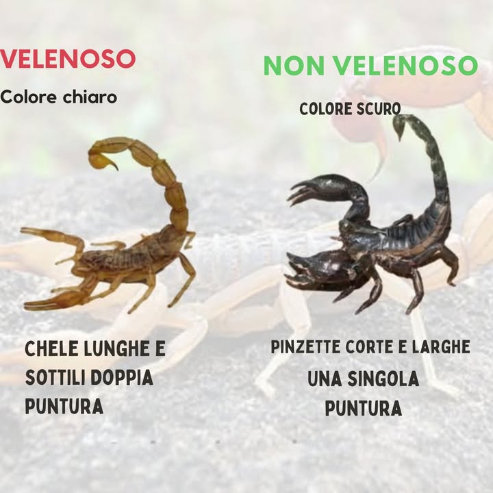 Scorpioni velenosi 廬  
Tutti gli scorpioni possiedono veleno, che usano per cacciare e proteggersi. Tuttavia, solo alcune specie sono realmente pericolose per gli esseri umani.  
Caratteristiche:  
– Il loro pungiglione si trova allestremità della coda.  
– Usano il veleno per paralizzare le loro prede o difendersi dai predatori.  
– Il veleno può provocare un dolore lieve fino alla morte in casi estremi.  
Le specie più pericolose appartengono alla famiglia Buthidae. Esempi includono:  
– Leiurus quinquestriatus scorpione dorato della morte.  
– Centruroides spp., comuni in Messico e nel sud degli Stati Uniti.  
– Androctonus spp., presenti in Africa e Medio Oriente.  
Sintomi negli esseri umani da punture pericolose:  
– Dolore intenso.  
– Gonfiore.  
– Spasmi muscolari.  
– Difficoltà a respirare.  
Nei bambini o nelle persone sensibili, può essere mortale senza trattamento.  
Scorpioni non pericolosi meno velenosi   
Sebbene tutti abbiano veleno, la maggior parte degli scorpioni non rappresenta un rischio serio per gli esseri umani.  
Caratteristiche:  
– Il loro veleno provoca solo dolore locale, arrossamento e prurito.  
– Appartengono a famiglie come Scorpionidae o Diplocentridae.  
– La loro puntura è simile a quella di unape o di una vespa.  
Esempi comuni:  
– Pandinus imperator scorpione imperatore: molto popolare come animale domestico.  
– Heterometrus spp., grandi scorpioni asiatici, impressionanti ma innocui.  
Come distinguerli con cautela:  
I più pericolosi tendono a essere piccoli e sottili, con chele fini. Daltra parte, i meno pericolosi hanno chele grandi e robuste, e il loro veleno non è così potente.