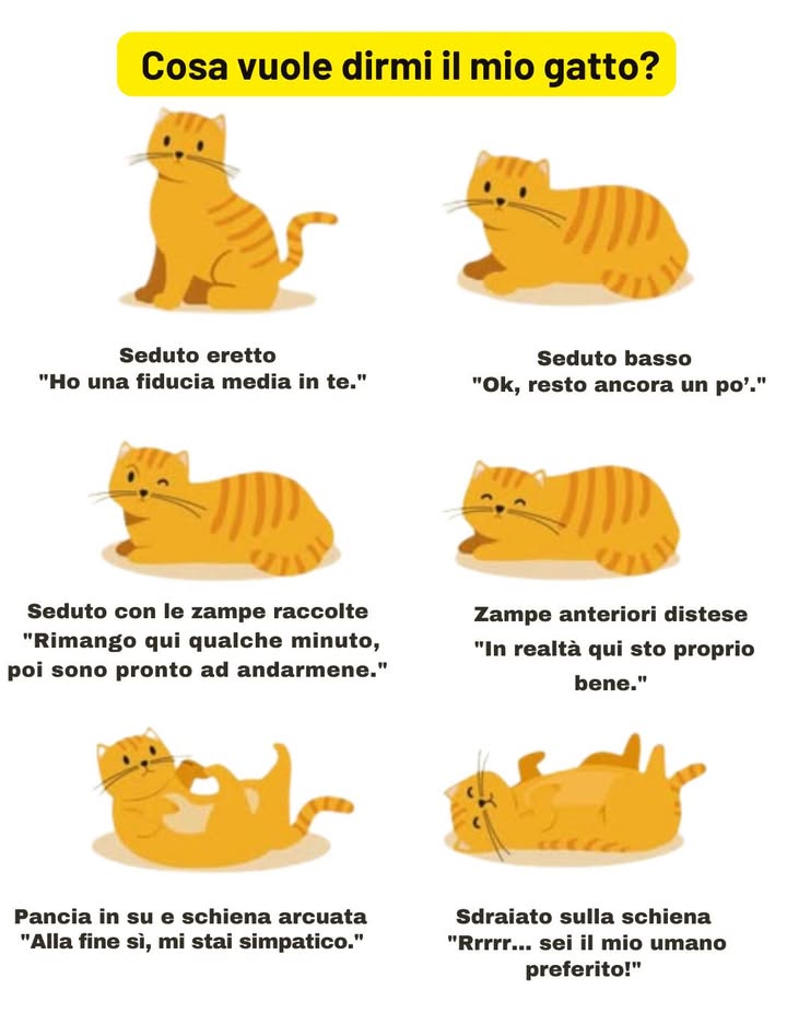 Cosa dice il tuo gatto con la sua postura  
 Seduto dritto  fiducia media  
 Seduto basso  riposo breve  
 Zampe raccolte  pronto a muoversi  
 Zampe anteriori stese  gode del momento  
 Pancia in su e schiena curva  si sente a suo agio  
 Sdraiato sulla schiena  massima fiducia e affetto