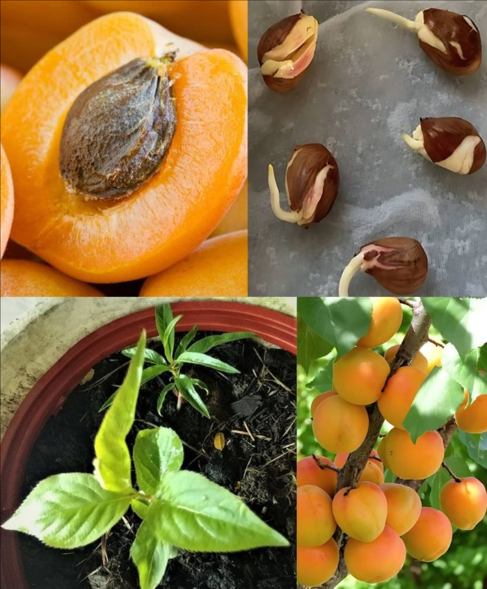 far crescere un albero di albicocco dal seme!! 

Come Coltivare un Albero di Albicocche da Seme

Step 1: Selezione e Preparazione del Seme
– Scegliere i Semi: Prendi i semi da albicocche mature e di alta qualità.
– Pulizia dei Semi: Rimuovi i semi dal frutto e sciacquali accuratamente per eliminare la polpa.

Step 2: Stratificazione Trattamento Freddo
– Stratificazione a Freddo: Metti i semi in un sacchetto di plastica con un asciugamano di carta umido.
– Refrigerazione: Conserva in frigorifero per 4-6 settimane.

Step 3: Germinazione
– Rimuovere dal Frigorifero: Togli i semi dal frigorifero.
– Preparare i Vasi: Riempire piccoli vasi o vassoi per semina con terriccio ben drenato.
– Piantare i Semi: Pianta i semi ad 1 pollice di profondità nel terriccio e annaffia abbondantemente.

Step 4: Fornire Condizioni Ottimali
– Luce e Temperatura: Posiziona i vasi in un luogo soleggiato con luce indiretta. Mantieni la temperatura intorno ai 21C.
– Annaffiatura: Mantieni il terreno costantemente umido ma non acquitrinoso.

Step 5: Cura delle Piantine
– Monitorare la Crescita: Osserva la germinazione entro poche settimane. Assicurati di avere luce e acqua sufficienti.
– Diradamento: Rimuovi le piantine più deboli se sono stati piantati più semi in un solo vaso.

Step 6: Trapianto delle Piantine
– Prime Vere Foglie: Trapianta le piantine in vasi più grandi quando hanno diversi insiemi di vere foglie.
– Graduale Introduzione alla Luce Solare: Introduci lentamente le giovani piante a più luce solare per evitare scottature solari.

Step 7: Trapianto allAperto
– Clima Adatto: Trapianta allaperto nelle zone USDA 5-8.
– Sito di Piantagione: Scegli un punto soleggiato con terreno ben drenato. Pianta alla stessa profondità del vaso.

Step 8: Cura Continua
– Annaffiatura: Annaffia regolarmente, mantenendo il terreno umido ma non impregnato dacqua.
– Fertilizzazione: Applica un fertilizzante organico bilanciato durante la stagione di crescita.
– Potatura: Potatura per rimuovere rami morti o danneggiati e favorire una struttura sana.
– Gestione delle Pesti: Monitora parassiti e malattie, utilizzando trattamenti organici se necessario.

Seguendo questi passaggi, potrai coltivare con successo un albero di albicocche da seme, godendo dei frutti freschi nel tuo giardino!