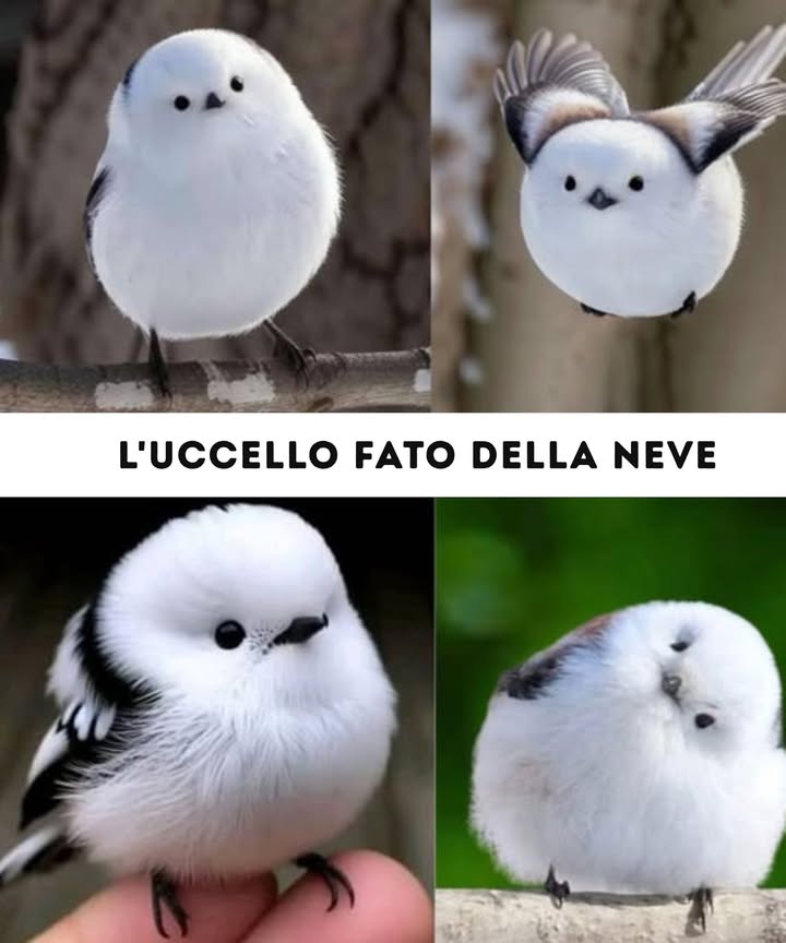 Un Tesoro Giapponese in Pericolo Il Uccello Fatato delle Nevi 
LUccello Fatato delle Nevi è una delle specie più affascinanti del Giappone, conosciuto per il suo piumaggio bianco e il suo aspetto delicato. La sua presenza nei paesaggi innevati la rende un simbolo di bellezza e serenità.
Caratteristiche uniche: Si distingue per le sue piccole dimensioni, la lunga coda e la capacità di resistere alle fredde temperature invernali.
Habitat: Vive nei boschi boreali del Giappone, dove si nutre di insetti e semi.
Minacce: La deforestazione, il cambiamento climatico e lattività umana stanno riducendo il suo habitat, mettendo a rischio la sua sopravvivenza.
Importanza ecologica: Svolge un ruolo essenziale nellecosistema controllando le popolazioni di insetti e contribuendo alla biodiversità.
Conservazione: È cruciale proteggere le sue foreste e adottare misure per garantirne la preservazione.
Questo piccolo tesoro giapponese ha bisogno di sforzi di conservazione per evitare che scompaia e continuare a essere un simbolo della natura invernale.