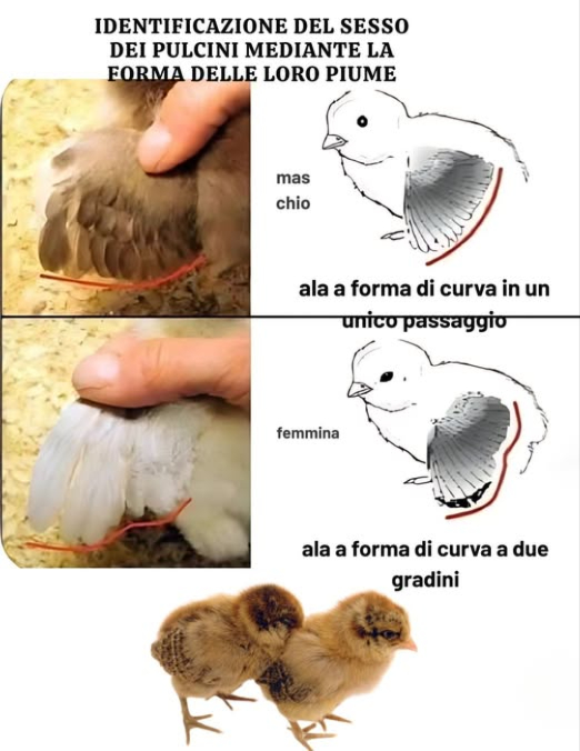 Sessaggio dei pulcini in base alla forma delle piume
Un metodo pratico e non invasivo per lidentificazione precoce:
– Pulcini femmina: Le piume primarie crescono più velocemente di quelle occulte.
– Pulcini maschi: Le piume primarie e quelle occulte crescono in modo simile.
– Funziona meglio su alcune razze a piumaggio veloce
– Osservare la curva delle piume: le femmine mostrano una forma a due fasi, i maschi una curva singola
– Ideale nei primi giorni dopo la schiusa
– Utile sia per i piccoli allevamenti da cortile che per gli allevatori