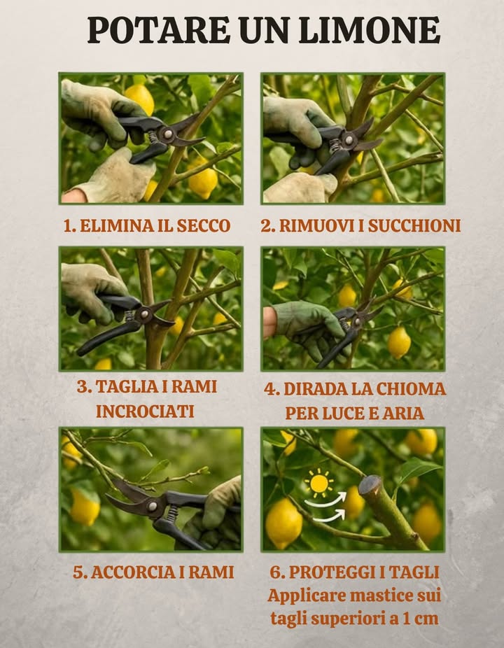 Potatura dei Limoni   
Periodo: fine inverno/inizio primavera dopo il rischio di gelate o subito dopo la raccolta; evita il caldo estremo e la piena fioritura.  
Utilizza attrezzi affilati e disinfettati; effettua tagli netti e precisi.  
Rimuovi legno secco, malato o danneggiato e smaltiscilo.  
Elimina i succhioni dalla base e i polloni verticali interni che oscurano la luce.  
Apri la chioma: mantieni una forma a vaso con 34 branche principali ben distanziate.  
Rimuovi i rami che si incrociano, si sfregano o crescono verso linterno.  
Accorcia i rami fruttiferi dellanno precedente di circa 1/3, tagliando obliquamente sopra una gemma rivolta verso lesterno.  
Non rimuovere oltre il 2030% della chioma in ununica stagione: è preferibile effettuare più interventi leggeri ma regolari.  
Esegui i tagli vicino al punto di inserzione del ramo senza lasciare monconi; applica mastice sui tagli superiori a 1 cm.  
Alla fine, raccogli i residui, irriga leggermente e distribuisci un concime organico equilibrato per favorire la ripresa; noi consigliamo il Citrumax.