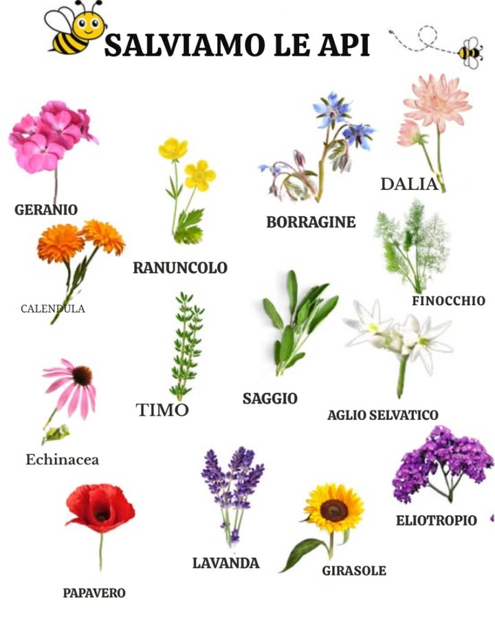 Salviamo le Api!   
Le api svolgono un ruolo essenziale nella pollinazione e nella biodiversità, ma sono in pericolo!  Piantando fiori melliferi, offrite loro una preziosa fonte di nettare e contribuirete alla loro protezione.  
 Piante da privilegiare per attrarre e nutrire le api:  
 Geranio  
 Ranuncolo  
 Borragine  
 Dalia  
 Finocchio  
李 Calendula  
 Timo  
 Salvia  
懶 Aglio selvatico  
 Echinacea  
 Papavero  
 Lavanda  
 Girasole  
 Eliotropo  
Creare un giardino accogliente per i pollinatori è agire per il pianeta!