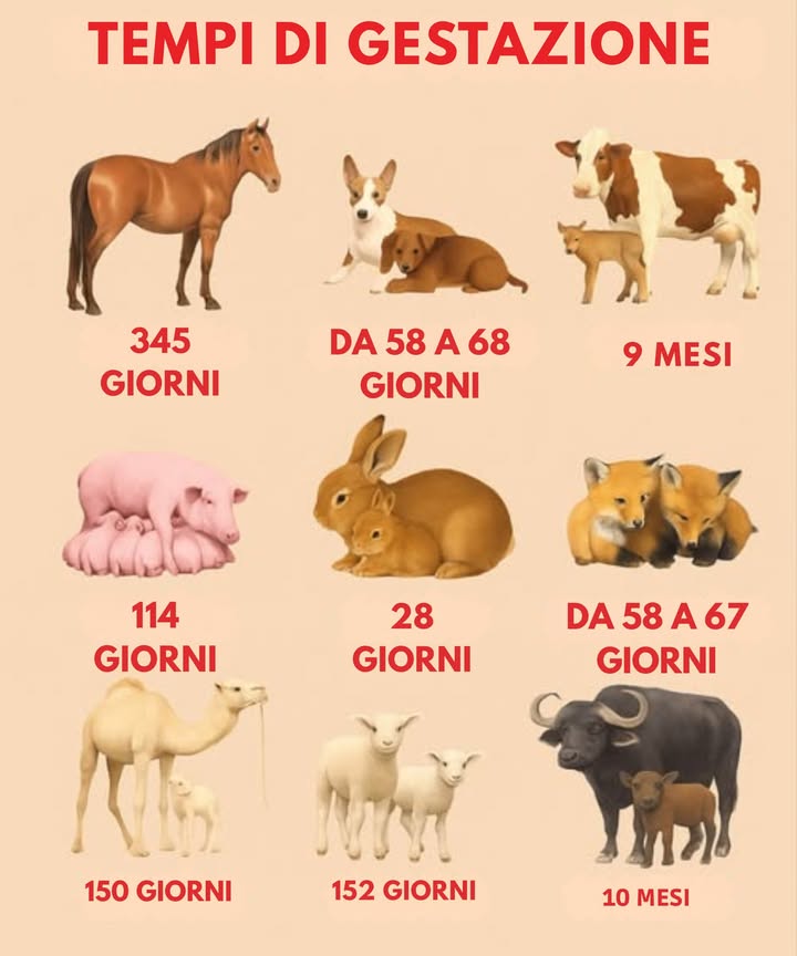 Guida pratica: Periodi di gestazione degli animali domestici
 Cavallo : 345 giorni
Gestazione prolungata affinché il puledro nasca forte e cammini fin dallinizio.
 Cane : 58 a 68 giorni
Gestazione breve, cuccioli molto dipendenti dalla madre alla nascita.
 Mucca : 9 mesi
Simile allessere umano. Il vitello può alzarsi rapidamente alla nascita.
 Maiale : 114 giorni
Nate numerose. I cuccioli si sviluppano rapidamente dopo il parto.
 Coniglio : 28 giorni
Tempo breve che consente nascite frequenti con cuccioli che crescono velocemente.
 Capra : 150 giorni
Nascono capretti forti che si adattano bene a diversi ambienti.
 Gatto : 58 a 67 giorni
Nate multiple. I gattini sono fragili e dipendono completamente dalla madre.
 Pecora : 152 giorni
I cuccioli nascono pronti a muoversi e seguire la madre.
 Bisonte : 10 mesi
Lunga gestazione per garantire cuccioli forti in ambienti rurali.