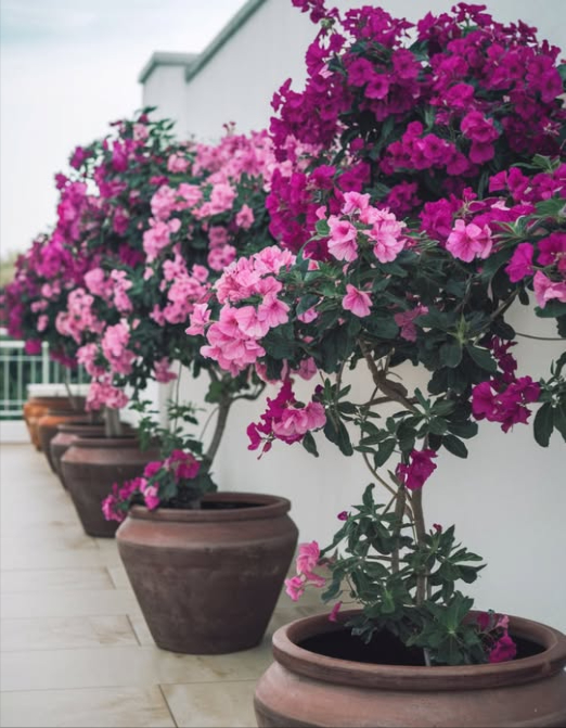Guida Pratica per Coltivare Bougainvillee in Vasi e Ottenere una Fioritura Abbondante  
華 1. Scelta del Vaso  
Usa vasi in terracotta, ceramica o argilla.  
Diametro minimo: 30 cm per un buon sviluppo delle radici.  
Fori di drenaggio indispensabili per evitare marciume.  
 2. Preparazione del Substrato  
Miscela ideale: 80% terra da vaso  20% sabbia.  
Aggiungi fertilizzante organico equilibrato per garantire nutrienti.  
 3. Irrigazione Adeguata  
Annaffia bene dopo la piantagione o il trapianto.  
In estate: una volta a settimana.  
In autunno/inverno: ogni 2-3 settimane.  
Lascialo asciugare tra unirrigazione e laltra.  
Evita leccesso dacqua: può impedire la fioritura.  
 4. Potatura e Manutenzione  
Potare in primavera per mantenere la forma e stimolare la fioritura.  
Elimina rami secchi e accorcia i germogli lunghi per nuove ramificazioni.  
 5. Condizioni per Fiorire  
Vaso non troppo grande: limita la crescita e favorisce la fioritura.  
Sole diretto per almeno 6 ore al giorno.  
Irrigazione moderata: stimola più fiori e meno foglie.  
 6. Benefici di Avere Bougainvillee in Vasi  
Abbelliscono terrazze e balconi con i loro colori vivaci.  
Sono resistenti e a bassa manutenzione.  
Facili da spostare e adattare secondo la decorazione della casa.  
 Conclusione  
Coltivare bougainvillee in vasi è facile e molto decorativo. Hai solo bisogno di un buon vaso, substrato ben drenato, sole, irrigazione controllata e una potatura regolare. Goditi mesi pieni di colore e vita sulla tua terrazza o balcone!