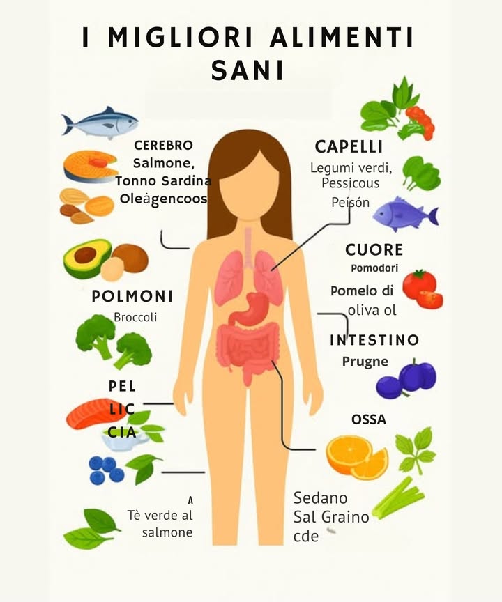 綾 Alimenti che nutrono ogni parte del corpo  
Una alimentazione equilibrata migliora il funzionamento dellorganismo dallinterno verso lesterno. Questi sono i migliori alimenti per rafforzare ogni organo:  
易 Cerebro:  
Salmone, tonno, sardine e frutta secca forniscono acidi grassi essenziali per la memoria e la concentrazione.  
 Muscoli:  
Banana, carne, pesce e uova aiutano a formare e riparare le fibre muscolari grazie al loro apporto proteico e minerale.  
贈 Polmoni:  
Broccoli e cavoletti di Bruxelles proteggono le vie respiratorie e riducono linfiammazione polmonare.  
林 Pelle:  
Salmone, tè verde e mirtilli combattono i radicali liberi e forniscono antiossidanti che ringiovaniscono.  
 Occhi:  
Uova, mais e carote sono ricchi di vitamina A e luteina, essenziali per la salute visiva.  
溺 Capelli:  
Verdure verdi, legumi e pesce rinforzano i follicoli piliferi dalla radice.  
 Cuore:  
Pomodori, patate, pesci grassi e olio doliva regolano la pressione sanguigna e prevengono malattie cardiovascolari.  
領 Ossa:  
Arance, sedano, latte e semi di sesamo forniscono calcio e vitamina C per mantenere le ossa forti.  
裂 Intestini:  
Prugne fresche e secche migliorano la flora intestinale e prevengono la stitichezza.  
 Una dieta ricca di questi alimenti naturali rinforza tutto il corpo e previene malattie croniche.
