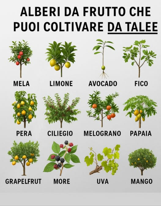 Alberi da Frutto Che Puoi Coltivare Da Talee
 Mela, pera e ciliegia  facili da radicare in climi miti
 Limone, arancia e pompelmo  perfetti per vasi e giardini nel retro
 Avocado, fico e olivo  prosperano in spazi soleggiati
 Papaya e mango  amano condizioni calde e umide
 Melograno e uva  resistenti e produttivi
 Mirtilli, lamponi e more  a crescita rapida e abbondanti
 Suggerimenti per Crescere Da Talee:
 Scegli rami sani di circa 1520 cm di lunghezza
 Immergi lestremità tagliata in ormone radicante per un successo più veloce
 Mantieni il terreno umido e caldo fino allo sviluppo delle radici
Moltiplica i tuoi alberi da frutto senza semi e riempi il tuo giardino di sapore e vita.