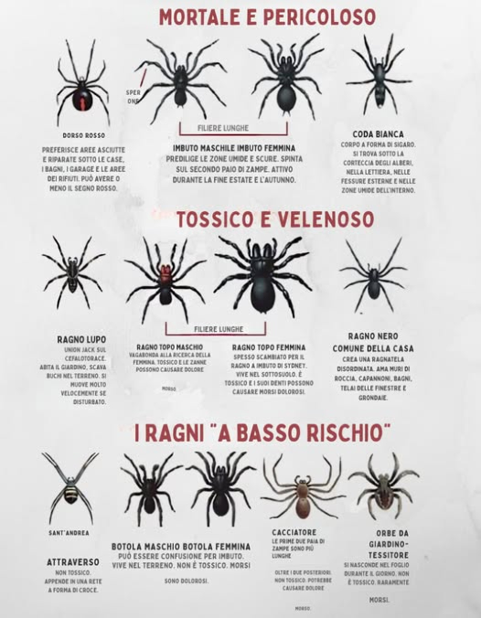 Guida alla sicurezza dei ragni: Sapere cosa è pericoloso!
 Mortale: Redback, Funnel-web, White tail
 Tossico: Lupo, Topo, Ragno nero della casa
 A basso rischio: Croce di SantAndrea, Porta trappola, Cacciatore, Tritone del giardino
 Rimanete curiosi, rimanete al sicuro!