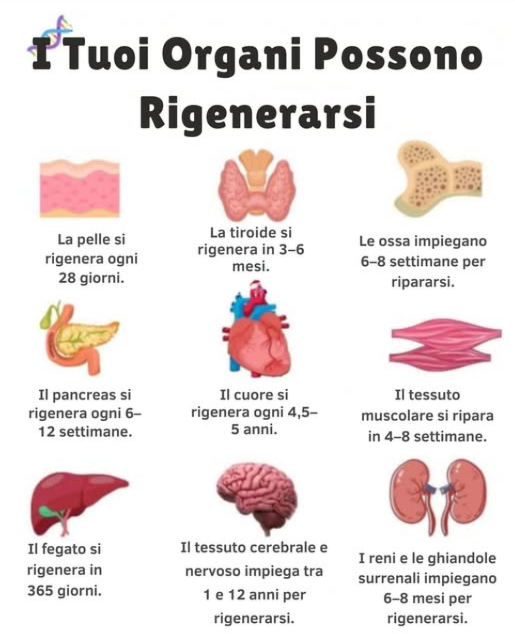 狀 Rimedi che Usavano le Nonne Durante la Seconda Guerra Mondiale
暈 Cipolla con miele
Antibiotico naturale usato per raffreddori, tosse e infezioni.
 Infuso di camomilla
Allevia disturbi gastrici, ansia, stress post-traumatico e sintomi di raffreddore o influenza.
凜 Cataplasma di patata
Applicato sulla pelle per trattare ustioni, infiammazione e problemi cutanei.
蓼 Acqua e sale
Usata per fare gargarismi in caso di mal di gola o per disinfettare ferite.
塞 Foglie di cavolo
Usate come impacchi per alleviare dolori articolari, infiammazione o mastite.
直 Carbone attivo
Assunto per via orale per intossicazioni o infezioni intestinali.