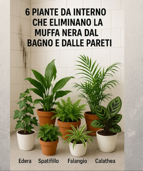 6 piante da interno che eliminano la muffa nera dal bagno e dalle pareti
Ecco un metodo semplificato per prevenire la formazione di muffa sulle pareti di casa usando piante capaci di assorbire lumidità:
1. Identificazione della causa: Prima di tutto, individua e risolvi la causa delleccesso di umidità, come perdite dacqua o scarsa ventilazione.
2. Scelta delle piante: Scegli tra queste piante che aiutano ad assorbire lumidità e prevenire la muffa:
– Edera: Posiziona ledera vicino ai muri o al soffitto per assorbire lumidità e purificare laria.
– Spatifillo: Ha bisogno di poca luce e le sue radici sono ottime per assorbire lumidità, prevenendo batteri e muffa.
– Felci: Sono adatte a bassa luce e aiutano a depurare laria e a mantenere un ambiente meno umido.
– Areca: Utilizza lumidità per crescere e previene lo sviluppo di muffa e batteri.
– Falangio: Richiede poche cure e depura laria, aiutando a mantenere i muri liberi da muffa.
– Calathea: Originaria dei Tropici, assorbe lumidità ed è perfetta per ambienti molto umidi come il bagno.
3. Posizionamento delle piante: Metti le piante scelte negli ambienti più umidi della casa, come il bagno o luoghi con poca ventilazione.
Seguendo questi passaggi e scegliendo le piante adatte, puoi prevenire efficacemente la formazione di muffa sulle pareti della tua casa in modo naturale e senza luso di prodotti chimici dannosi.
