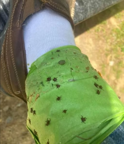 Durante i lavori di giardinaggio in primavera, tieni a mente questo trucco efficace per catturare le zecche:
1. Avvolgi del nastro attorno alle tue caviglie con il lato adesivo rivolto verso lesterno.
2. In questo modo catturerai le zecche che cercano di arrampicarsi sulle tue gambe.