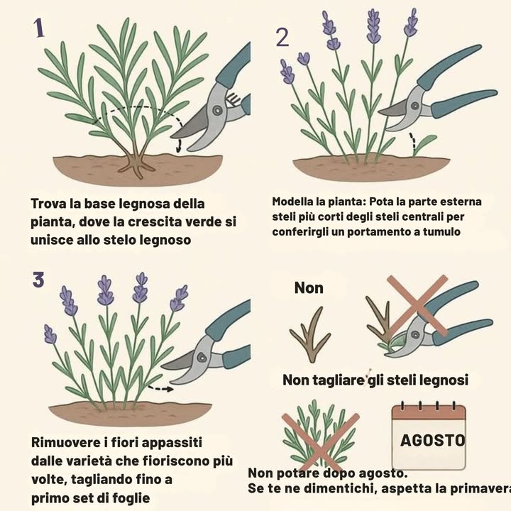 GUIDA ALLA POTATURA DELLA LAVANDA

Trova la base legnosa della pianta:
Identifica il punto in cui la crescita verde si unisce allo stelo legnoso. È importante non tagliare nella parte legnosa per evitare danni alla pianta.

Potatura regolare:
Taglia gli steli verdi sopra la parte legnosa, lasciando sempre un po di fogliame verde. Questo aiuta a mantenere la pianta sana e stimola una nuova crescita.

Dai forma alla pianta:
Accorcia gli steli esterni più degli steli centrali per creare una forma arrotondata e compatta. Questo favorisce una fioritura uniforme.

Rimuovi i fiori appassiti:
Nelle varietà che fioriscono più volte, taglia i fiori secchi fino al primo gruppo di foglie per stimolare nuove fioriture.

DA NON FARE:

Non tagliare gli steli legnosi: la lavanda non ricresce da legno vecchio.

Non potare dopo agosto: la pianta ha bisogno di tempo per prepararsi allinverno. Se si dimentica, meglio aspettare la primavera.

Suggerimento:
Usa sempre cesoie pulite e affilate per evitare malattie e garantire un taglio netto!