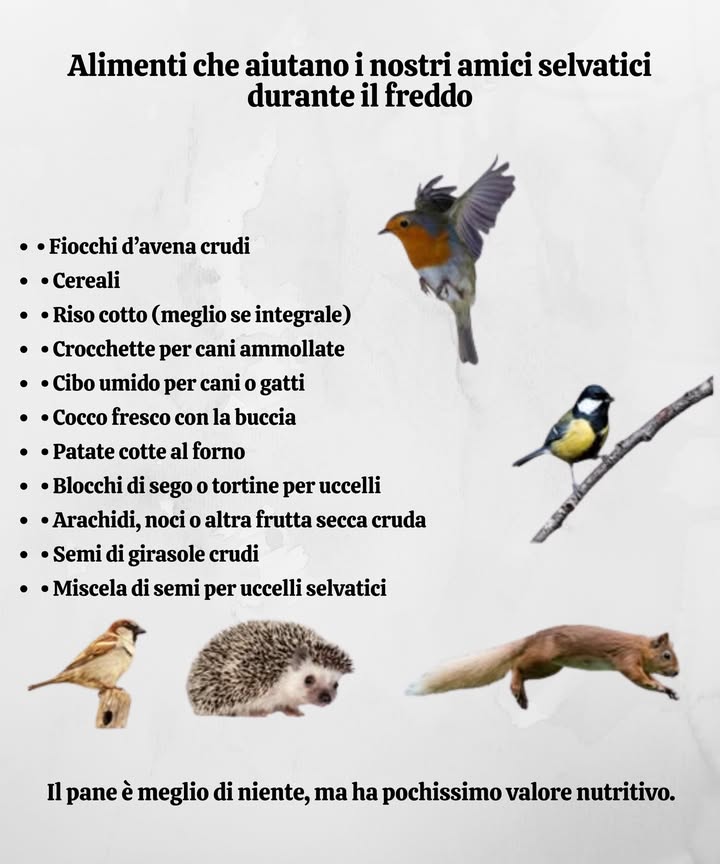 Quando il freddo si fa sentire, la natura ha fame.  
Una semplice manciata di avena, semi o grasso animale può salvare una vita.  
Noccioline, riso, patate cotte  piccoli gesti che scaldano il cuore del mondo selvaggio.  
Evita il pane: riempie, ma non nutre.  
Ogni offerta è una promessa di sopravvivenza e dolcezza nellinverno.   
#Hiver #Inverno #VieSauvage #VitaSelvaggia #NatureSolidaire #NaturaSolidale