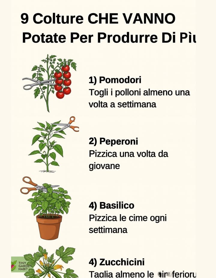 Guida Pratica: Potatura Intelligente per un Orto Più Produttivo  
 Perché potare i tuoi raccolti?  
La potatura non è solo per alberi da frutto grandi.  
Aiuta a rimuovere foglie e fusti morti, migliora la ventilazione e reindirizza lenergia della pianta verso la produzione di frutti.  
È semplice, utile e molti raccolti migliorano notevolmente se eseguita correttamente.