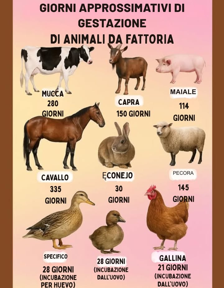 Quanto dura la gestazione degli animali da allevamento?  
Prendi nota e migliora la tua pianificazione!  
 Cavallo: 335 giorni  
 Mucca: 280 giorni  
 Capra: 150 giorni  
 Pecora: 145 giorni  
 Maiale: 114 giorni  
 Coniglio: 30 giorni  
閭 Anatra: 28 giorni incubazione  
 Gallina: 21 giorni incubazione  
 Conoscere questi tempi ti aiuta a organizzare i parti, a nutrire bene le madri e a avere una produzione efficiente.  
Curiosità: Gli animali che nascono da uova non hanno un processo di gestazione come i mammiferi. Nel loro caso, si parla di tempo di incubazione.  
La conoscenza è il miglior strumento del campo! #Agronomía #Agronomia #Ganadería #Zootecnia #EducaciónRural #EducazioneRurale
