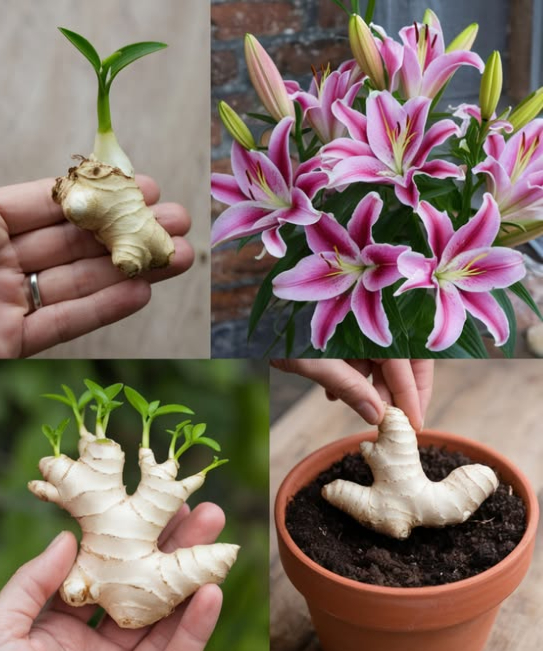 Coltivare zenzero in casa è semplice e gratificante!  Ecco come fare:

1.  Scegli il rizoma : Opta per uno sodo e voluminoso, con occhi ben sviluppati.
2.  Prepara il rizoma : Mettilo a bagno in acqua tiepida per una notte e taglialo in sezioni, assicurandoti che ogni pezzo abbia occhi.
3.  Contenitore : Usa un contenitore largo e poco profondo con fori di drenaggio, riempiendolo con terriccio drenante.
4.  Piantagione : Interra le sezioni con gli occhi rivolti verso lalto e annaffia bene.
5.  Condizioni ideali : Mantieni la temperatura tra 24-29C e alta umidità, magari usando un vassoio per umidità.
6.  Irrigazione e fertilizzazione : Tieni il terreno umido e applica fertilizzante liquido ogni 2-4 settimane.
7.  Favorisci la fioritura : Assicurati che riceva luce solare e calore.
8.  Raccolta : Raccogli i rizomi dopo 8-10 mesi e conserva il resto in un luogo fresco.

Goditi la tua fornitura inesauribile di zenzero fresco e i suoi bellissimi fiori! 拾