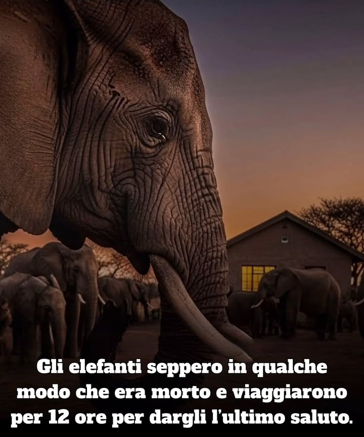 Qualcosa di inspiegabile è accaduto in Sudafrica nel 2012. Due mandrie di elefanti selvatici abbandonarono il loro territorio e camminarono per 12 ore consecutive nella giungla. La loro destinazione era molto specifica: la casa di un uomo che era appena morto. Come hanno saputo della sua morte? Come si sono organizzati per fare quel viaggio così coordinato? Luomo era Lawrence Anthony, conosciuto come “il sussurratore di elefanti”. Per anni, questo conservazionista sudafricano aveva lavorato per salvare mandrie in pericolo, diventando una figura quasi leggendaria per questi animali. Ma ciò che è più incredibile non è stato il viaggio in sé, ma come hanno saputo che era morto. Non ci sono telefoni nella giungla, non ci sono messaggeri per gli elefanti. Semplicemente… lo sapevano. Sarà che possono davvero sentire lo spirito? Questo spiega che gli animali possono vedere e sentire un mondo che per gli esseri umani è invisibile. Gli elefanti arrivarono fino a casa sua a Zulu e rimasero lì per giorni, poi tornarono nella giungla. Sembrava come se fossero andati a dare un addio. Anche se gli scienziati non possono spiegare completamente questo comportamento, una cosa è certa: forse sottovalutiamo la profondità emotiva, spirituale e lintelligenza e visione degli animali, in questo caso di questi bellissimi giganti grigi. Loro comprendono la malattia, la morte, il lutto e la gratitudine in modi che appena iniziamo a capire. Dobbiamo svegliarci!!! Gli animali sono molto più intelligenti e profondi di quanto crediamo, anche più di noi. Esiste un libro intitolato “Luomo che sussurrava agli elefanti” in inglese: “The Elephant Whisperer” dellautore Lawrence Anthony. Racconta come lui, un conservazionista, arriva a connettersi profondamente con una mandria di elefanti problematici in una riserva di caccia sudafricana, imparando a comunicare con loro e sviluppando un legame speciale. Nota: cerchiamo di renderci conto che con tanta guerra muoiono anche molti animali e nessuno ne parla. Gli animali soffrono anche a causa delle guerre.