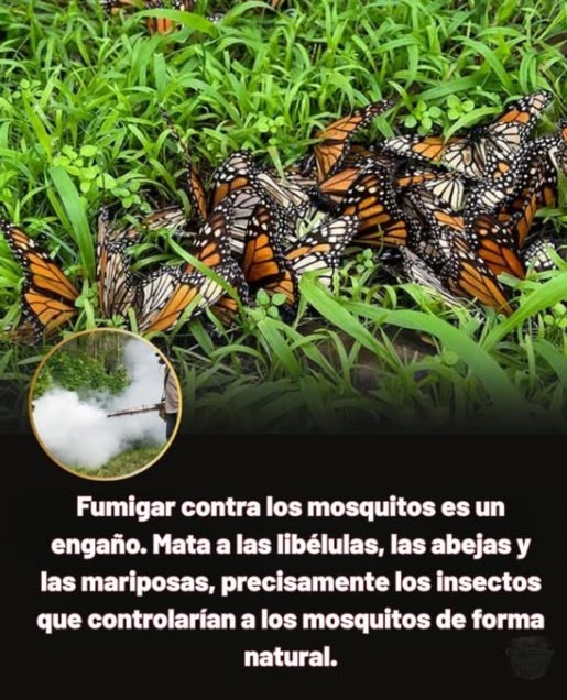 Rocío para Mosquitos es una Estafa  
 Daños Colaterales  Esos rociados no solo matan mosquitos. Acaban con libélulas, abejas y mariposas, las mismas criaturas que mantienen de forma natural el número de mosquitos bajo control.  
 Efecto de Corto Plazo  Los rociados químicos solo reducen los mosquitos temporalmente, mientras destruyen el ecosistema que los equilibra a largo plazo.  
 Mejores Soluciones  Fomenta la presencia de libélulas, murciélagos y aves nativas creando hábitats con características acuáticas, plantas polinizadoras y evitando pesticidas.  
 La Naturaleza Sabe Mejor  Los ecosistemas saludables se regulan a sí mismos. Al proteger a los polinizadores y depredadores, obtienes un control natural de mosquitos más fuerte  sin toxinas necesarias.  
 Elige el equilibrio, no los químicos. Protege a los polinizadores, protégete a ti mismo.