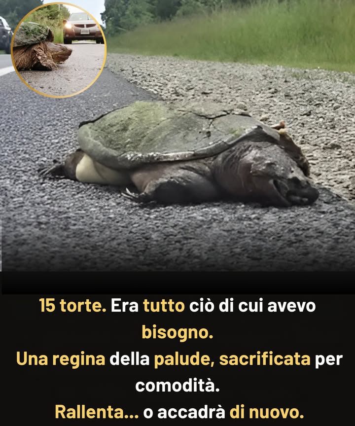 15 Anni per Crescere, 3 Secondi per Morire  
 Sopravvissuta a siccità, predatori e una vita nella natura  
 Tornata sullo stesso percorso, anno dopo anno, per deporre le uova  
 Il suo guscio difendeva contro i pumail suo morso, contro gli orsi  
 Ma non poteva fermare due pneumatici e un secondo sguardo  
 È morta dissanguata, a soli 15 piedi dalla sicurezza  
 Il suo futuro è morto con leinon schiuso, inosservato  

Fermati. Hanno camminato su questa terra più a lungo di noi.  
#ProtectWildlife #ProteggiLaFaunaSelvatica #TurtleCrossing #AttraversamentoTartarughe