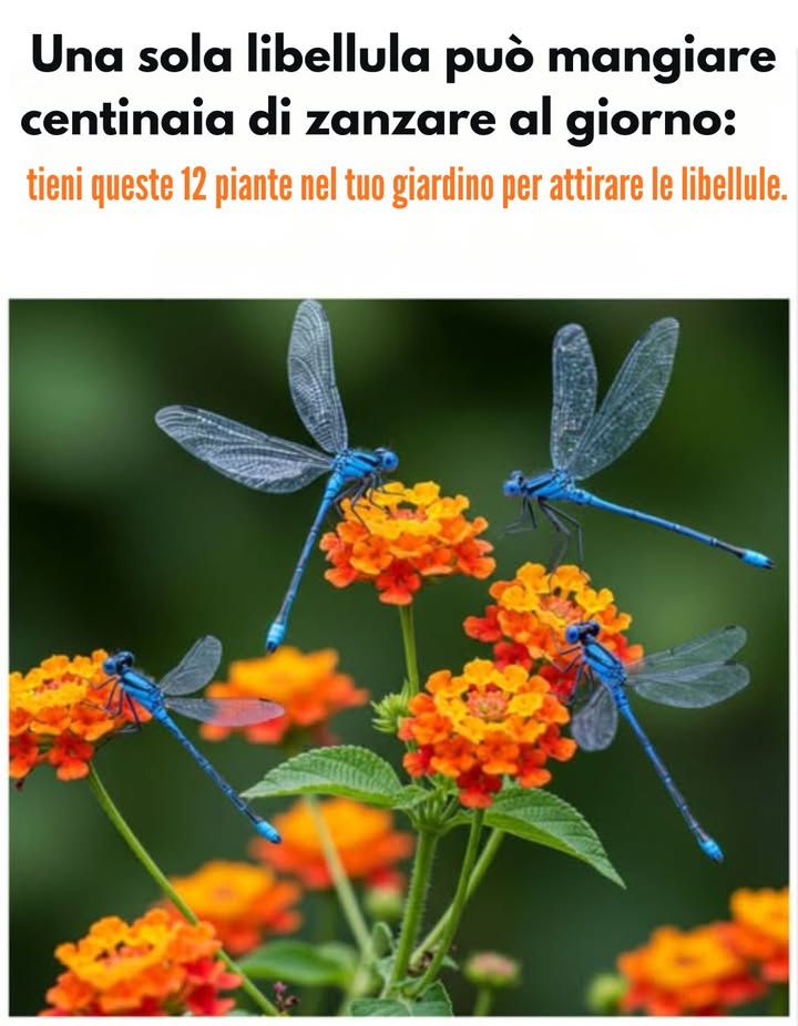DITE ADDIO AGLI ZANZARE IN MODO NATURALE: ATTIRATE LE LIBELLULE CON QUESTE 12 PIANTE 烈曆  
Le libellule sono vere eroine del giardino: possono divorare centinaia di zanzare ogni giorno. Creando uno spazio accogliente con un punto dacqua e piante adatte, favorite la loro presenza e godetevi un esterno più gradevole sostenendo la biodiversità.  
 Perché le libellule sono alleate  
Agili e dotate di unottima visione, catturano efficacemente gli insetti volanti. Le loro larve acquatiche si nutrono anche di larve di zanzare: un doppio controllo naturale e potente.  
 Creare unoasi per le libellule  
Installate uno stagno o una piccola zona dacqua con bordi poco profondi e piante acquatiche per accogliere le larve. Offrite loro piante nettarifere, posatoi e bandite i pesticidi per preservare lequilibrio naturale.  
 Le 12 piante preferite dalle libellule  
1 Asclepiade tuberosa Asclepias tuberosa: fiori arancioni vivaci e steli robusti.  
2 Eupatorio purpureo Eutrochium purpureum: grandi ombrelle rosa perfette per nettare e riposo.  
3 Rudbeckia spinosissima Rudbeckia hirta: fiori gialli allegri e duraturi.  
4 Asclepiade delle paludi Asclepias incarnata: fiori profumati rosa o bianchi che amano lumidità.  
5 Achillea millefoglie Achillea millefolium: fogliame fine e fiori piatti ideali per posarsi.  
6 Salvia dei prati Salvia pratensis: spighe blu, viola o rosa molto mellifere.  
7 Echinacea Echinacea spp.: grandi fiori robusti e resistenti.  
8 Solidago Solidago spp.: fioritura gialla tardiva preziosa per lautunno.  
9 Lavanda Lavandula spp.: profumo e nettare, ama il pieno sole.  
 Monarda Monarda spp.: fiori tubolari rossi o viola per libellule e colibrì.  
11 Liatris Liatris spicata: alte spighe per nettare e verticalità.  
12 Aster Aster spp.: piccoli fiori autunnali per nettare e riparo.  
 Un giardino pensato per le libellule  
Variegate altezze, texture e periodi di fioritura per un approvvigionamento continuo di nettare e posatoi. Abbinando queste piante a un punto dacqua trasformerete il vostro giardino in un rifugio naturale per queste cacciatrici di zanzare.