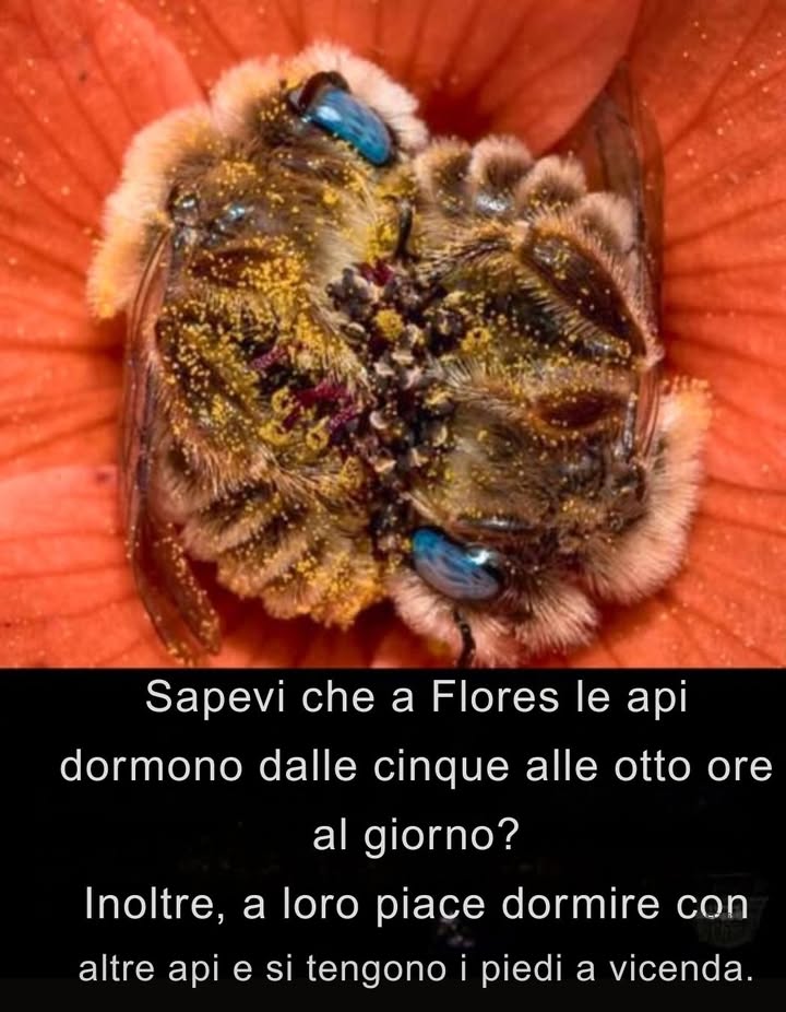 Sì, le api dormono – tra 5 e 8 ore al giorno!  A volte si riposano allinterno dei fiori e si tengono persino le zampe mentre dormono. Questi piccoli lavoratori della natura meritano il loro sonno di bellezza. Proteggiamo i loro habitat affinché abbiano sempre un fiore comodo in cui riposarsi.