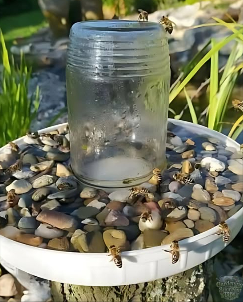 Come aiutare davvero le api: consiglio di un apicoltore  
 Installa una stazione di irrigazione sicura:  
 Piatto poco profondo riempito dacqua dolce  
 Piccole pietre o bastoncini per latterraggio  
 Un pizzico di sale rosa dellHimalaya = minerali essenziali 蓼  

 Evita la frutta! Favorisce batteri pericolosi per lalveare.  

 La cosa più importante:  
Lascia che le api cerchino naturalmente, senza nutrirle direttamente.  
È meglio per la loro salute, il loro sistema immunitario e il loro miele.   

 Una piccola azione, un grande impatto per le api e per il pianeta!