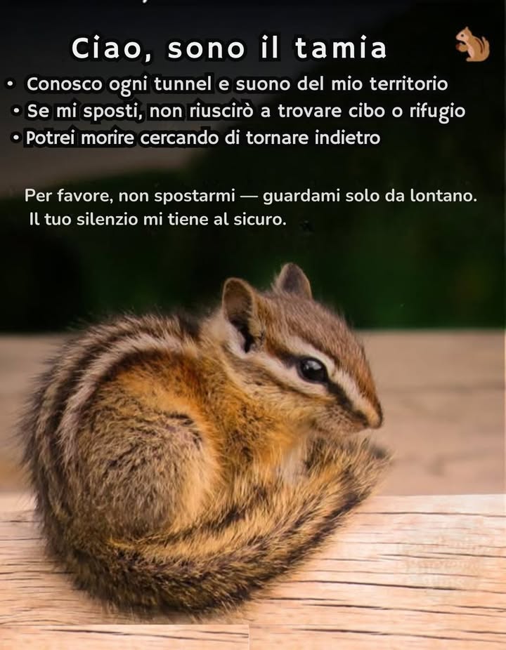Gli animali selvatici conoscono ogni sentiero del loro territorio a memoria.  Quando gli esseri umani li spostano, perdono accesso al cibo e al riparo. La maggior parte della fauna “salvata” muore dopo il rilascio lontano da casa. Se un animale non è ferito, lascialo dove è stato trovato.