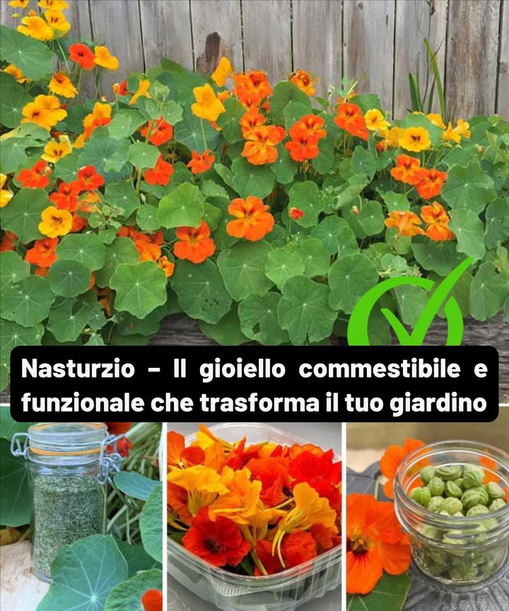 Capuchinas  La gioia commestibile e funzionale che trasforma il tuo giardino

 Bellezza vibrante con scopo

 Controllo naturale dei parassiti
Funzionano come coltura trappola, proteggendo ortaggi delicati.

曆 Attirano impollinatori
Api e farfalle aumentano la produzione del tuo orto.

 Facili da curare
Resistenti, prosperano in terreni poveri e con poca acqua.

綾 Completamente commestibili
Fiori, foglie e semi dal sapore piccante e fresco.

 Usi versatili
 Fiori: colore e sapore in piatti freschi
 Foglie: tocco piccante negli spuntini
 Semi: sottaceti, sostituiscono i capperi

 Cure di base
Semina in primavera, sole pieno e irrigazione moderata.

 Extra medicinali
Ricche di vitamina C, antiossidanti, proprietà antibatteriche; ideali in infusi e coloranti naturali.

 Capuchine: bellezza commestibile, difensore naturale e alleato essenziale dellorto.