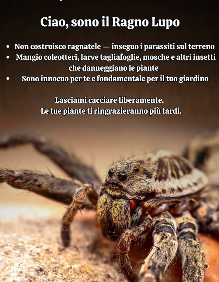 Incontra il Ragno Lupo  Il Protettore Silenzioso del Giardino
Non tutti gli aiutanti del giardino hanno ali o una faccia carina.
Alcuni hanno otto zampe e un lavoro da fare.

I ragni lupo cacciano a livello del suolo, rimuovendo silenziosamente i parassiti che mangiano le foglie e rovinano le piantine.
 Coleotteri
 Vermi tagliatori
 Mosche
 Piccoli insetti erbivori

Non costruiscono ragnatele  pattugliano come piccoli ranger notturni.
Non fanno male alle persone o agli animali domestici.
Semplicemente mantengono lequilibrio dove i prodotti chimici lo distruggerebbero.

 I giardini sani non sono sempre in ordine.
Sono vivi  e pieni di lavoratori che non vedrai mai.

Lascia che la natura si difenda  e guarda le tue piante prosperare.