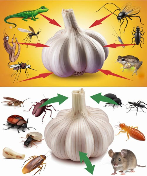 龍 Come Usare lAglio per Allontanare i Parassiti in Modo Naturale

Laglio è un potente repellente naturale contro insetti e piccoli animali. Ecco alcuni usi pratici:

 Spray allaglio contro zanzare e blatte
Prepara un infuso con aglio tritato, acqua e qualche goccia di sapone liquido. Spruzza nelle zone infestate.

 Polvere daglio contro i topi
Spargi aglio in polvere o tritato lungo i bordi delle stanze e vicino a dispense o punti dingresso.

 Buste daglio per armadi e cassetti
Metti spicchi daglio leggermente schiacciati in sacchetti di stoffa e posizionali tra i vestiti per tenere lontani insetti e tarme.

 Spicchi daglio per allontanare le lucertole
Colloca laglio vicino a porte, finestre o angoli dove entrano le lucertole.

 Aglio contro mosche e pidocchi
Per le mosche: metti aglio in sacchetti a rete nelle zone più a rischio.
Per i pidocchi: aggiungi olio daglio allo shampoo o applica una pasta daglio sul cuoio capelluto per 10 minuti.

 Vantaggi delluso dellaglio
 Naturale ed ecologico
 Sicuro per bambini e animali
 Economico ed efficace

Laglio è un alleato naturale per una casa libera da parassiti, senza prodotti chimici aggressivi.