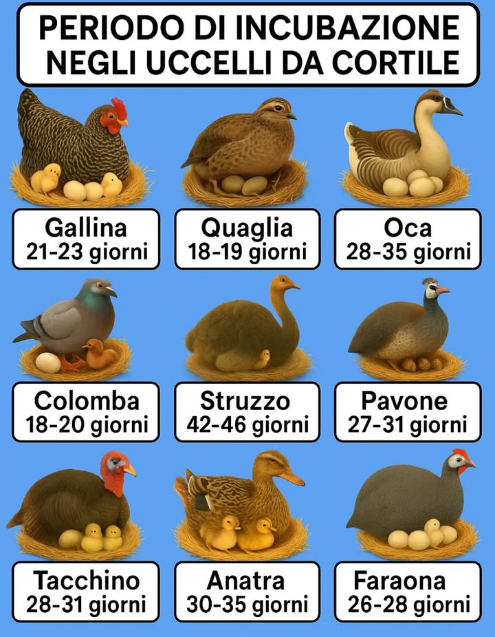 PERIODO DI INCUBAZIONE
NEGLI UCCELLI DA CORTILE