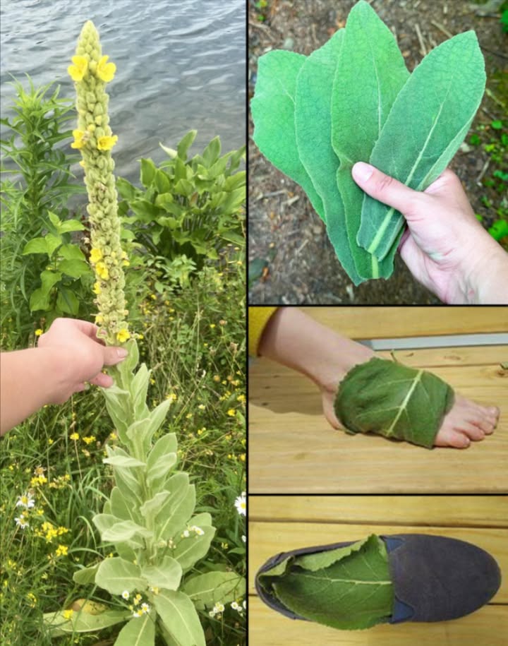 Trovare questa pianta è più prezioso che trovare denaro: la maggior parte delle persone non sa nemmeno che è una delle piante più potenti e cresce ovunque.
 Foglie di verbasco sotto i piedi  Benefici sorprendenti!
 Cosa fanno per te
 Migliorano la respirazione
 Sostengono i polmoni
 Liberano le vie nasali
蠟 Calmano la tosse
 Alleviano i sintomi dellasma
裸 Supportano contro raffreddore e influenza
 Riducono stress e nervosismo
 Favoriscono un sonno profondo
 Aiutano a eliminare tossine
禮 Calmano piedi stanchi e gonfi
林 Ammorbidiscono talloni secchi
啕 Favoriscono la cicatrizzazione
 Leniscono pruriti e irritazioni
 Combattono i cattivi odori
 Antifungine naturali
 Stimolano la circolazione
 Rilassano i nervi
例 Contro le gambe senza riposo
 Alleviano dolori muscolari
 Calmano linfiammazione
領 Utile per lartrite plantare
 Favoriscono il drenaggio del calore
 Ricaricano energia
淪 Nutrono la pelle
識 Puliscono in modo delicato
 Attivano il flusso linfatico
 Rinfrescano dal calore
喝 Aiutano con le vene varicose
罹 Regalano relax e comfort

 Come usarle passo dopo passo
1 Raccogli foglie pulite fresche o secche
2 Ammorbidiscile se secche con vapore o acqua calda
3 Lava e asciuga i piedi
4 Applica le foglie lato morbido sulla pelle
5 Indossa calzini di cotone
6 Tieni per la notte o qualche ora
7 Facoltativo: un velo dolio prima dellapplicazione

 Attenzione
 Fai una prova su una piccola zona di pelle
 Usa foglie non trattate né contaminate
 Rimedio naturale, non sostituisce cure mediche

 Un gesto semplice, naturale e rilassante perfetto da provare stanotte!
 I tuoi piedi e i tuoi polmoni ti ringrazieranno!