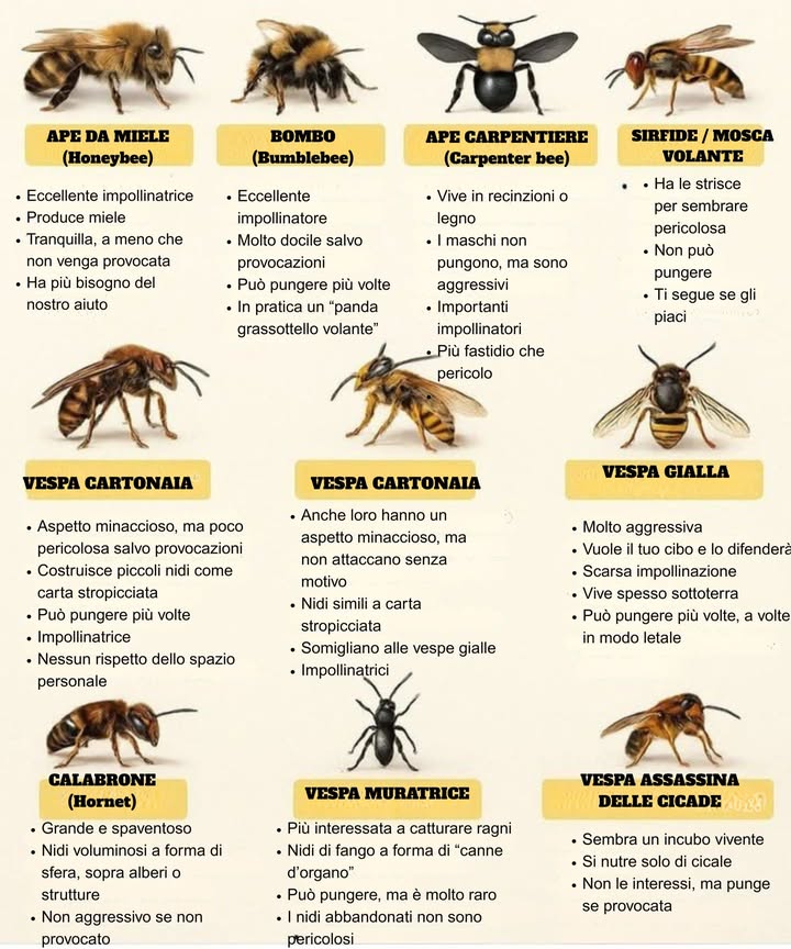 Guida agli Alati Striscianti  Conosci i tuoi Volatori Amichevoli e Non Così Amichevoli

 Volatori Amichevoli Per Lo Più Inoffensivi

Ape  Eccellente impollinatore, produce miele, amichevole a meno che non venga provocata, ha bisogno del nostro aiuto più di chiunque altro.

Ape Bombi  Molto amichevole, può pungere più volte, praticamente un panda volante grasso, eccellente impollinatore.

Ape Falegname  I maschi non possono pungere ma possono comportarsi in modo aggressivo; importanti impollinatori, più fastidiosi che minacciosi.

Mosca Dattero  Non può pungere, indossa un “uniforme da ape” per protezione, potrebbe seguirti se gli piaci.

 Fai Attenzione  Può Pungere se Minacciata

Vespa di Carta  Ha un aspetto spaventoso ma non è troppo pericolosa a meno che non venga provocata; costruisce nidi simili a carta; impollinatori senza senso dello spazio personale.

Vespa Gialla  Aggressiva, minima impollinazione, vuole il tuo cibo, può pungere più volte, a volte fatale.

Hornet  Grande, intimidatoria, per lo più nidi sopra il suolo; aggressiva se provocata.

 Menzioni Speciali

Mud Dauber  Cacciatore di ragni, costruisce nidi di fango a forma di “organo”, raramente aggressivo, abbandona i nidi.

Vespa Killer delle Cicale  Enorme, dallaspetto spaventoso ma attacca solo le cicale; pungerà se provocata.